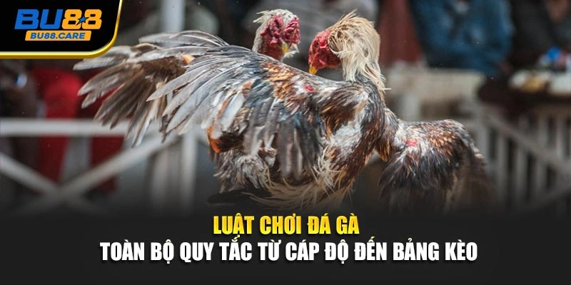Luật Chơi Đá Gà - Toàn Bộ Quy Tắc Từ Cáp Độ Đến Bảng Kèo