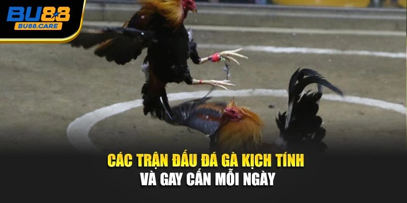 Các trận đấu đá gà kịch tính và gay cấn mỗi ngày