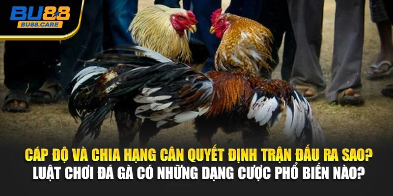 Cáp độ và chia hạng cân quyết định trận đấu ra sao
