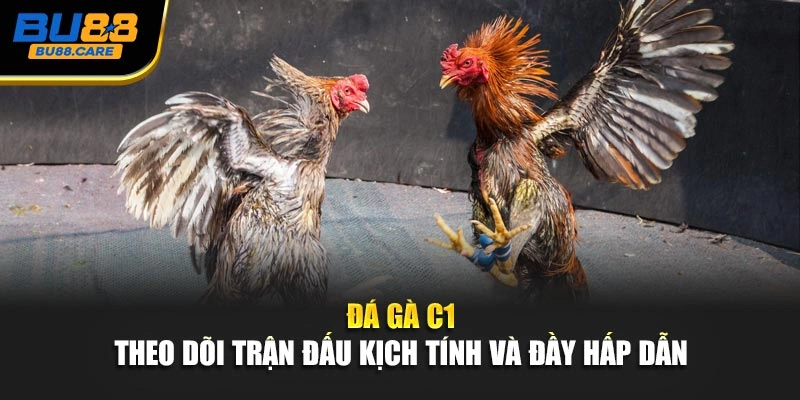 Đá Gà C1 – Theo Dõi Trận Đấu Kịch Tính Và Đầy Hấp Dẫn