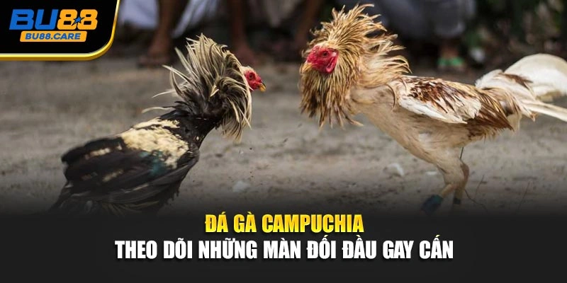 Đá Gà Campuchia – Theo Dõi Những Màn Đối Đầu Gay Cấn