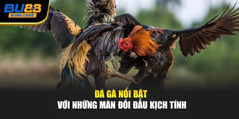 Đá gà nổi bật với những màn đối đầu kịch tính