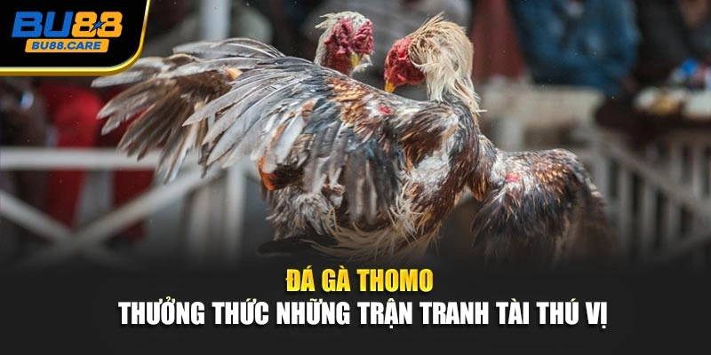 Đá Gà Thomo - Thưởng Thức Những Trận Tranh Tài Thú Vị