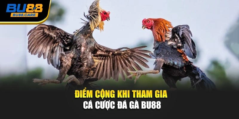 Điểm cộng khi tham gia cá cược đá gà BU88