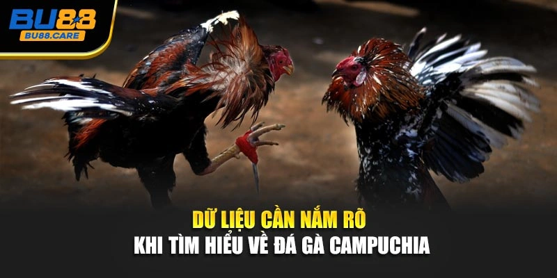 Dữ liệu cần nắm rõ khi tìm hiểu về đá gà Campuchia