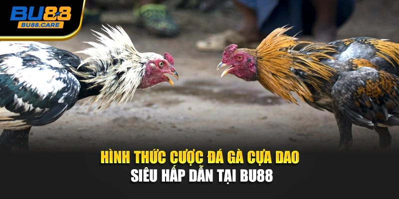 Hình thức cược đá gà cựa dao siêu hấp dẫn tại BU88