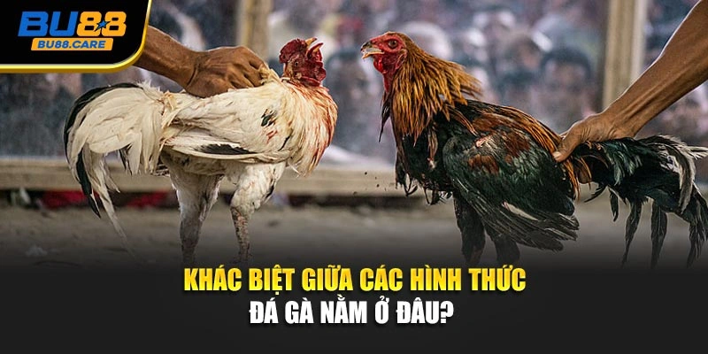 Khác biệt giữa các hình thức đá gà nằm ở đâu?