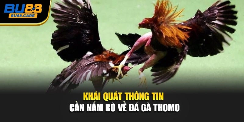 Khái quát thông tin cần nắm rõ về đá gà Thomo