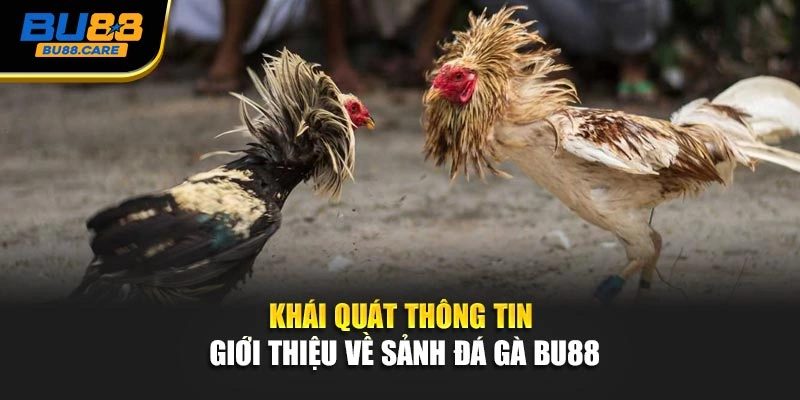 Khái quát thông tin giới thiệu về sảnh đá gà BU88