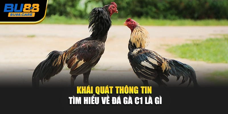 Khái quát thông tin tìm hiểu về đá gà C1 là gì
