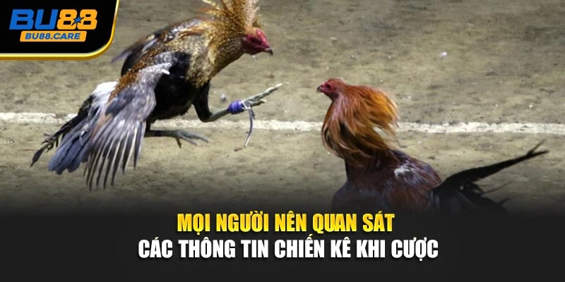 Mọi người nên quan sát các thông tin chiến kê khi cược