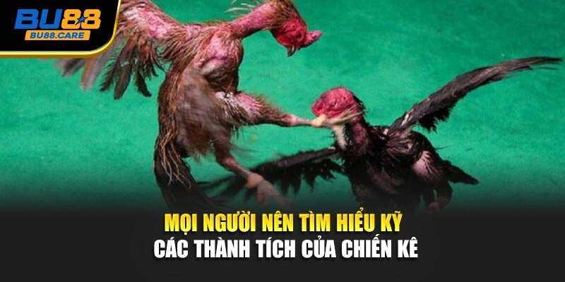 Mọi người nên tìm hiểu kỹ các thành tích của chiến kê
